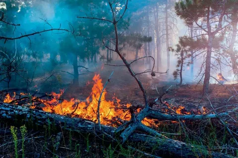 Памятка о соблюдении правил пожарной безопасности в лесах.